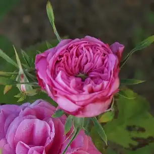 Rosa Rose des Peintres - roz - trandafir centifolia